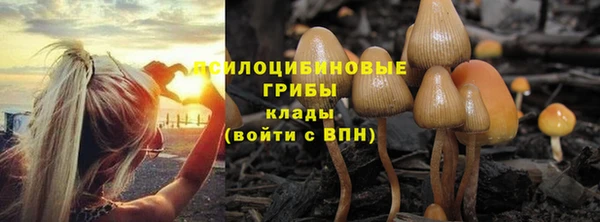 прущие грибы Россошь